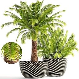 Phoenix Palm Indoor & Outdoor Plants Air Purifier Plant for Home and Office.,PPXBU263-image-23