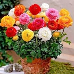 Ranunculus Flower Plant Live For Home Gardening pack of 2-image-8