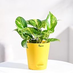 Ugaoo Good Luck Money Plant Variegated With Self Watering Pot-image-26