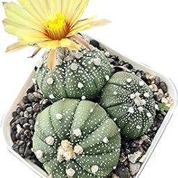 Samarth Cactus Astrophytum Asterias Cv Superkabuto Clump | Star-Like Shape Air Purifier Indoor Natural Rare Live Plant With Pot Succulent For Living Room,Bedroom,Home Garden Office Decor-image-48