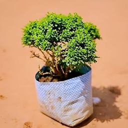 Hidden Enterprise Beautiful Special Bonsai Home decoration/Office Decoration/Kitchen Decoration All Time 1Healthy Live Table Kamini plantFor wonderful Home Garden Outdoor & Indoor plant.-image-13