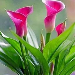 Charming Gronhus Live Pink Peace Lily (Spathiphyllum) Live Indoor Plant with Grow BagFor Home Office and Living Room With Pot-image-128