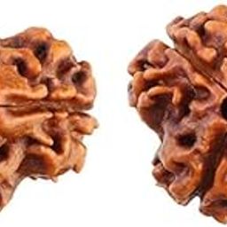 Galaxy Gems 3 Mukhi Rudraksha Original Certified Natural Grade Nepali 3 Face Rudraksha Brown Bead Three Mukhi Rudraksha Trimukhi Rudraksha Blessings of Brahma Vishnu Mahesh 3 मुखी रुद्राक्ष ओरिजिनल-13