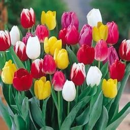 Audbhidhi Tulip Seeds For Planting (Bulbs) For Home Gardening pack of 2 bulbs-image-110