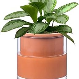 EFISPSS 6 Inch Self Watering Pots for Indoor Plants, Terracotta Clay Pot with Glass Reservoir, Self Watering Plant Pot, Gardening Home Desktop Office Windowsill Decoration Gift Set of 1-image-47