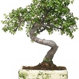 Creative Farmer Bonsai Suitable Seeds Murraya Exotica - Especially Indoors Imported Bonsai Suitable Seeds-image-23