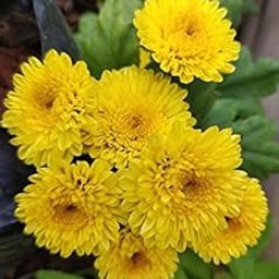 Golden Hills Farm Sevanti (Chrysanthemum) Yellow Flower Seeds (For Home Garden, Terrace, Balcony, Home Decoration, All Season India 200-503 seeds-image-88