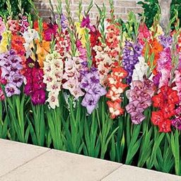 Gladiolus Flower Bulb Hybrid All Season Pack Of 10 By Zabbus Mix Color-image-68