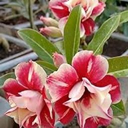 Creative Farmer Rare Beauty Cloud Desert Rose Adenium 1 Healthy Live Plant-image-85