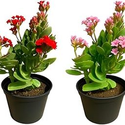 Green View® Kalanchoe Red & Pink Combo Flowering Plant – Colorful Blooms Indoor/Outdoor Live Plant | Easy to Grow Succulent | Long-Lasting Blooms | Best for Gifting, Decor & Balcony-image-67