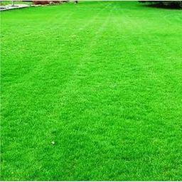 Plantorish_American Imported Bermuda Lawn Grass Seeds for Home and Gardening (Pack of 7000 Seeds) A_79-image-27