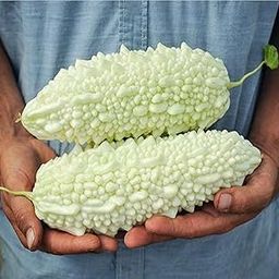 GROMAX India Bitter Gourd Seeds white For Home Garden & Planting (White Karela Seeds) "Hybrid" Vegetable Seeds Fresh Seeds & High Germination Rate (White Karela)-image-89