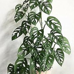 PlantaZee Monstera Obliqua (Swiss Cheese Vine/Broken Heart Plant) Natural Live Plant in Pot-image-62