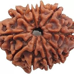 10 Mukhi Rudraksh Rudraksh Rudraksha Bead,Certified, Original Rudraksh Bead/Natural Rudraksha Bead (Brown) with Certificate and Puja Instructionsx90-image-70