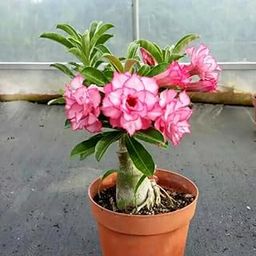 Mphmi Live Plant Nursery NCR Plant Adenium Plant, Desert Rose (Grafted, Any Color) - Plant Desert rose,adenium-image-26