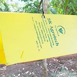 Delta Sticky Insect pheromone Trap Used for brinjal Shoot Borer & Tomato Leaf Miner (10)-image-48