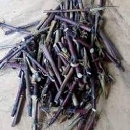 Red super napier grass stick,100% germination (70 stick)-picture-8