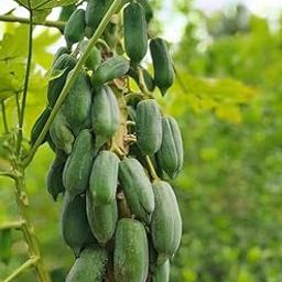 Hybrid papaya seeds for home garden Pack Of 750-image-8