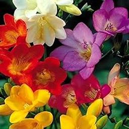 Oakwood Farms® Freesia Imported Flower Bulbs for Home and Gardening, Pack of 5 bulbs (MULTICOLOR)-image-107