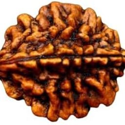 2 Mukhi Rudraksha Pure Nepali Bead Two Mukhi Rudraksha Original Certified दो मुखी रुद्राक्ष 2 Face Rudraksha Original for Men Women-9