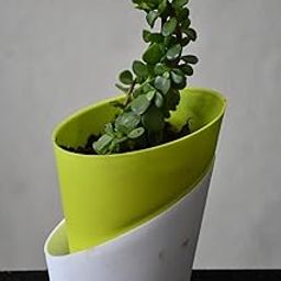 Jade Plant with 3.5 Inch Self Watering Pot | Indoor Air Purifying Succulent | Easy to Care | Home & Office Decor-image-94