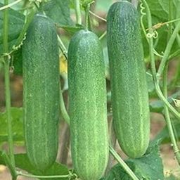 Audbhidhi Vegetable Seeds | Cucumber hybrid Vegetable Seeds For Garden (50 seeds per packet )-image-23