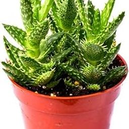 Creative Farmer Indoor Aloe Juvenna (Tiger Tooth Aloe), 5.5 Cm Pot Most Popular Indoor Plant In The World (Best Healthy Live Plant)-image-52