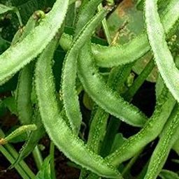 Golden Hills Farm hybrid Dolichos Beans (Broad Beans) 50+ seeds-image-54