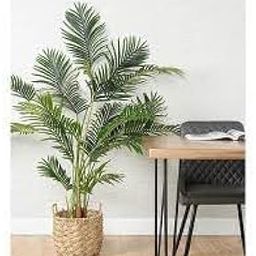 Indoor plants for living room big Natural Live A Big Size "Areca Palm" Tree (Pack of 1 With pot) || For Home Garden Tree Outdoor indoor plant-image-90