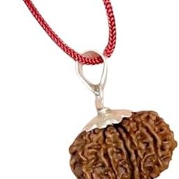 SreeGems 12 Mukhi Rudraksha Original Certified Nepali Barah Mukhi Rudraksha with Silver Capping Twelve Face Rudraksh Blessed by Lord Dwadash Surya 12 Mukhi Rudraksh Nepali for Men Women-picture-4
