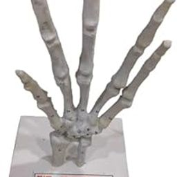 Human Hand Joint Model Brand OM Labs-picture-18