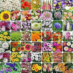 Urban Turtle 40 Varieties of Flower Seeds Combo For Your Garden Beautiful Bloom Germination Seeds Easy to Grow, All India Compatible, Year-Round Blooming (40 variety)-picture-3