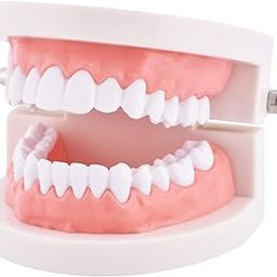 Dental Teeth Model Typodont Demonstration Denture Model Dentistry Care Fake Tooth-image-3