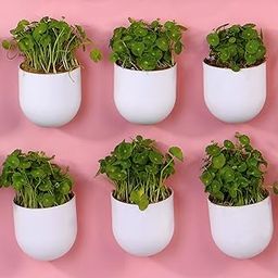 BLUME Bubble Medium Wall Planters| Flower Pot | Hook Plastic Plant Pot Container Set for Indoor, Outdoor Living, Home,Nursery Pots Gardening - Set of 6-image-52