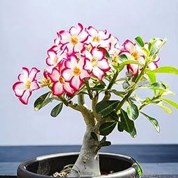 Desert Rose Flower Live Plant Adenium Plants for Garden Indoor (Pack of 1 Live Bonsai Plant)-image-43