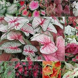 Caladium Bulbs Mix Hybrid Plant for Home Garden Pack of 2 Bulbs By Zabbus-image-93