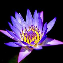Water Lily Purple - Aquatic Plants-picture-13