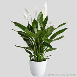 Gorgeous Glory Garden Live Low Maintenance Live Peace Lily Plant Air Purifying Spathiphyllum Indoor Plant with Flower Pot For Home Office and Living Room With Pot-image-87