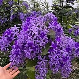 NASALUKAS Nilmoni Lata Flower Live Plant, outdoor Garden Plant Petrea volubilis Vine Purple flower live plant-image-25