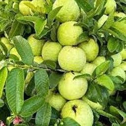 Live Thai Guava Fruit Tree Live Plant Original Taiwan Pink Guava Plant Amrood Ka Podha Amrud Phal ka Paudha Outdoor-image-58