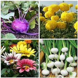 Seeds Combo of KnolKhol Purple, Marigold Yellow Flowers, Gazania Flowers & Onion White Seeds (GMO-Free)-image-82