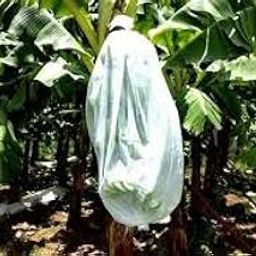 Bio Blooms Agro Banana Cover - PU, 31.5 x 40 Inches, 17 GSM Without Thread - Premium Outdoor Plant Protection - 100m-image-17