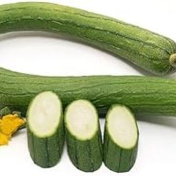 Sponge Gourd Seeds Luffa Seeds Lufah Seeds for Home & Terrace Gardening | Summer Vegetable Seeds | High Germination (100+ seeds per packet)-image-32