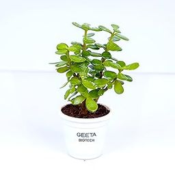 Jade Plant - Live Indoor Plant | Easy Care & Low Maintenance | Perfect for Home & Office Decor-image-36
