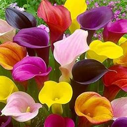 Flora Seeds Calla Lily Imported Variety Hybrid Flowering Bulbs | Pack of 4 | Fragrant Mix Color Flower Bulbs for Winter Season-image-48