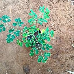 Anuraj farms Drum Stick Plants, Moringa Plants,nuggekai Shevaga, Munagakaya plant Muringnga live plant-image-16