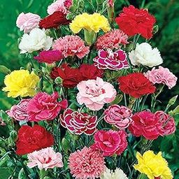 Rare Mixed Climbing Seeds Perennial Super Fragrance Rose flower (Rose Seeds, 50PCs)-image-75