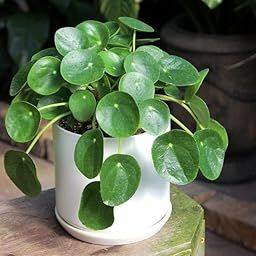Chinese Money Plant, Pilea Peperomioides, Indoor Houseplant Healthy Live plant Actual Plant Height .5 ft to 1.5 ft (Hybrid, Pack of 1)-image-32