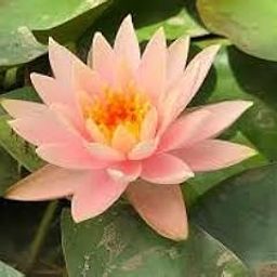 Pink Water Lily Bulb, Live Aquatic Plant for Outdoor, Indore Ponds,pack of 3-image-1