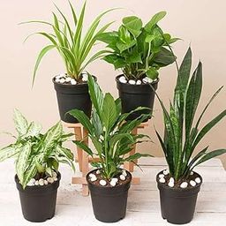 Mphmi NCR Live Plants 5 Best Indoor Plants Pack Syngonium variegated Chlorophytum, Spider Plant Peace Lily, Spathiphyllum Snake Plant, Sansevieria trifasciata-image-1